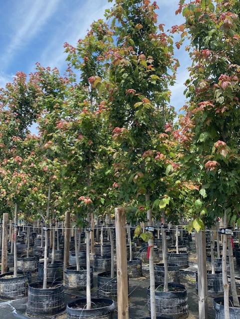 acer-rubrum-hosr-red-maple-summer-red