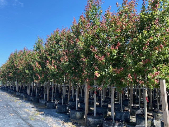 acer-rubrum-hosr-red-maple-summer-red