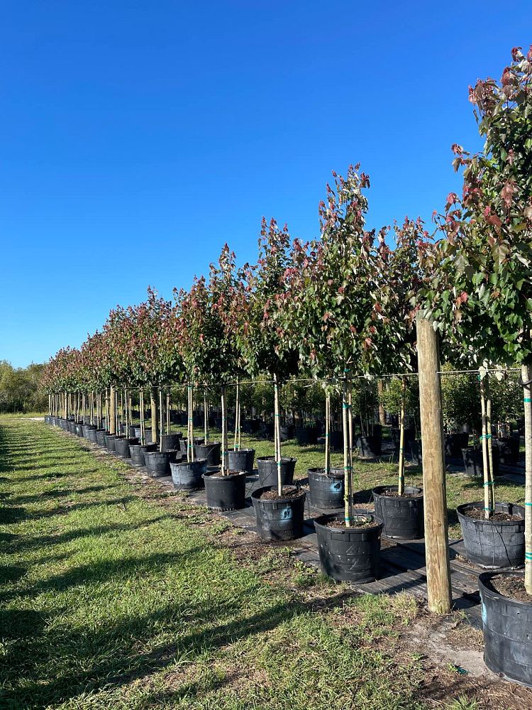 acer-rubrum-hosr-red-maple-summer-red