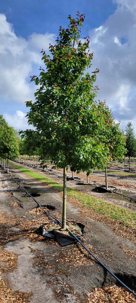 acer-rubrum-hosr-red-maple-summer-red