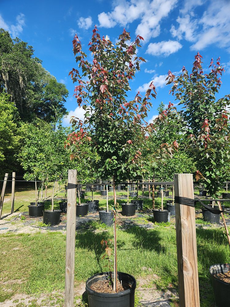 acer-rubrum-hosr-red-maple-summer-red
