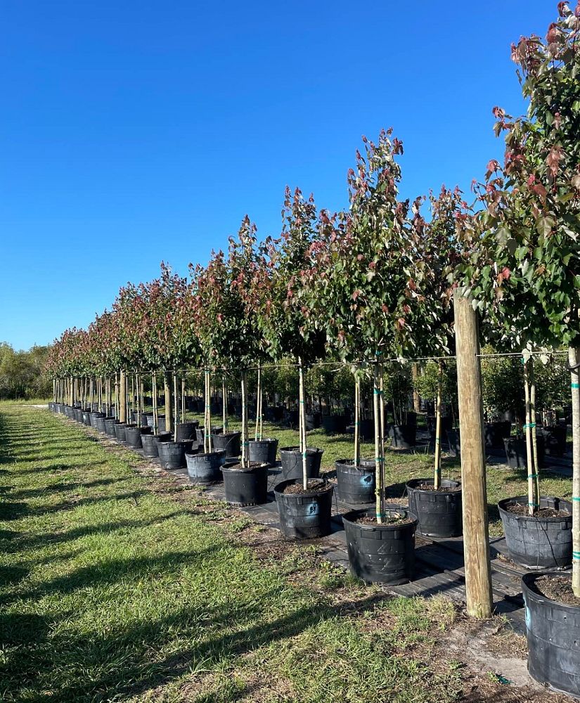 acer-rubrum-hosr-red-maple-summer-red