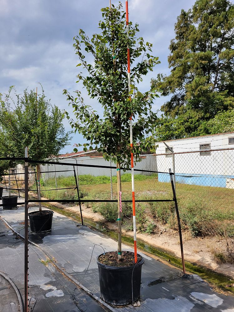 acer-rubrum-hosr-red-maple-summer-red