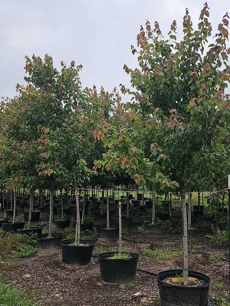 acer-rubrum-hosr-red-maple-summer-red