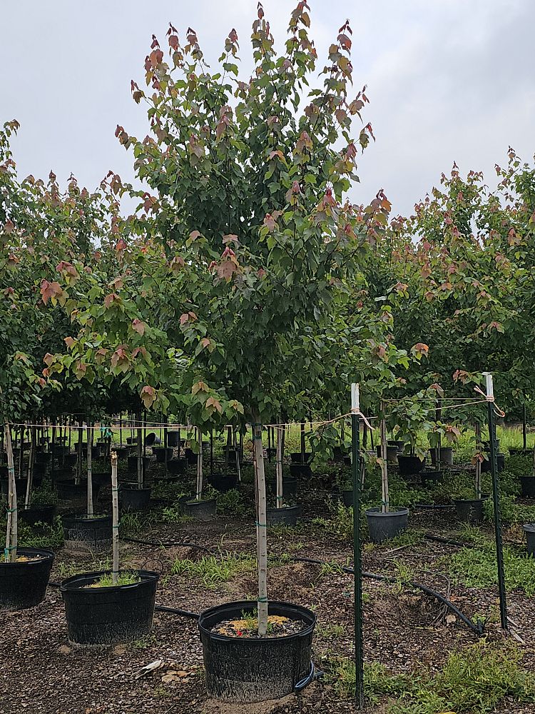 acer-rubrum-hosr-red-maple-summer-red