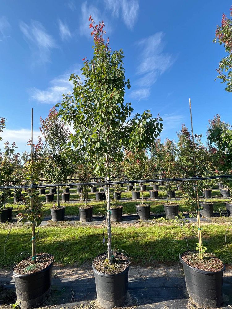 acer-rubrum-hosr-red-maple-summer-red