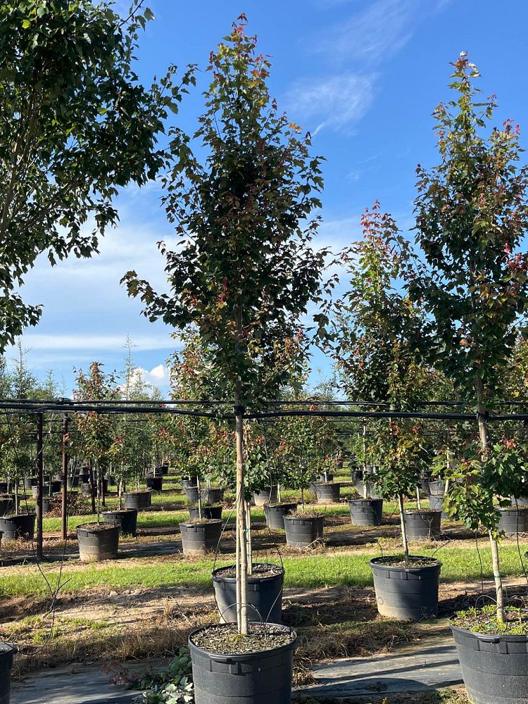 acer-rubrum-hosr-red-maple-summer-red