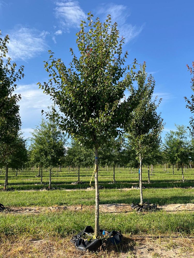 acer-rubrum-hosr-red-maple-summer-red