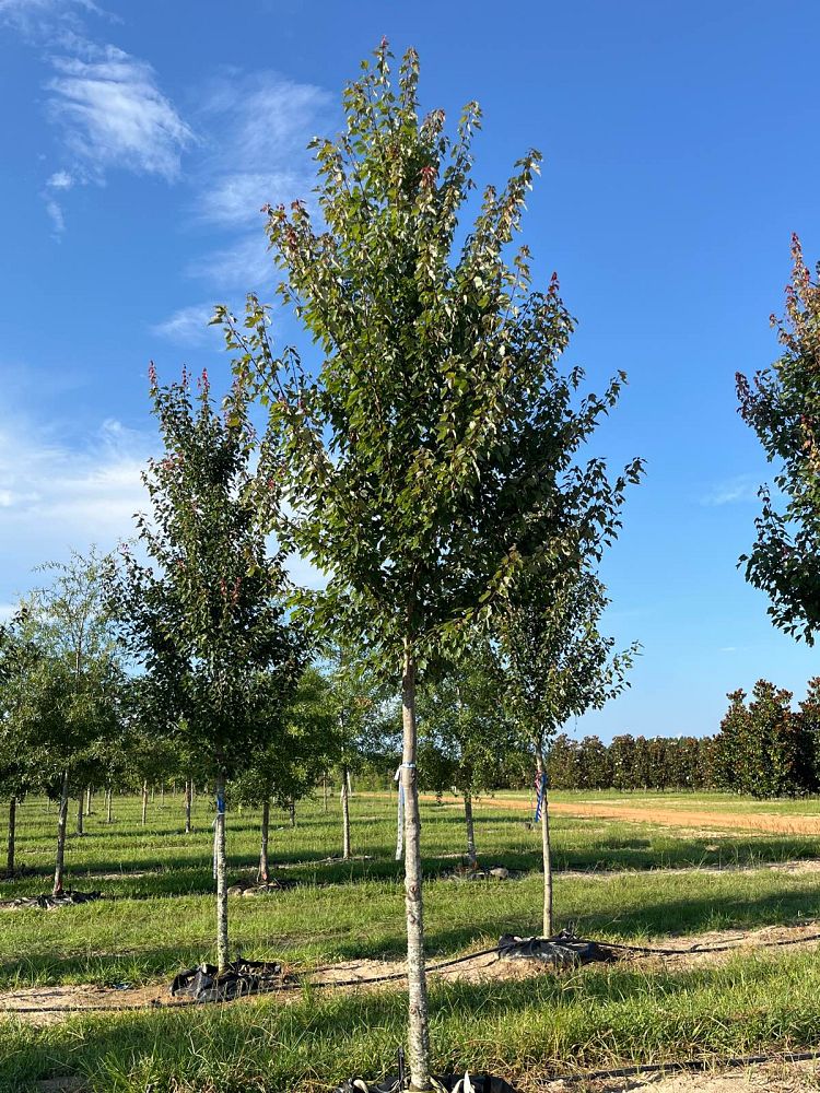 acer-rubrum-hosr-red-maple-summer-red