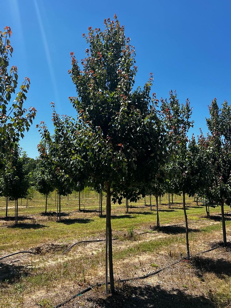 acer-rubrum-hosr-red-maple-summer-red
