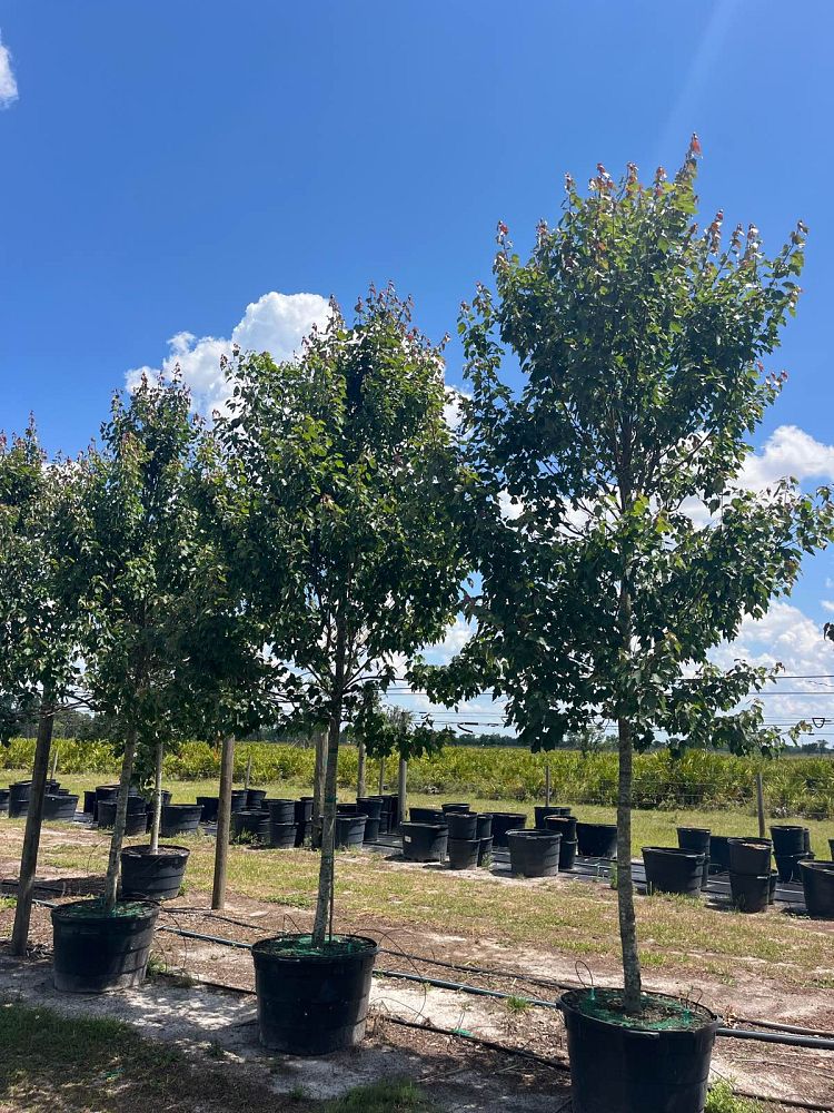 acer-rubrum-hosr-red-maple-summer-red