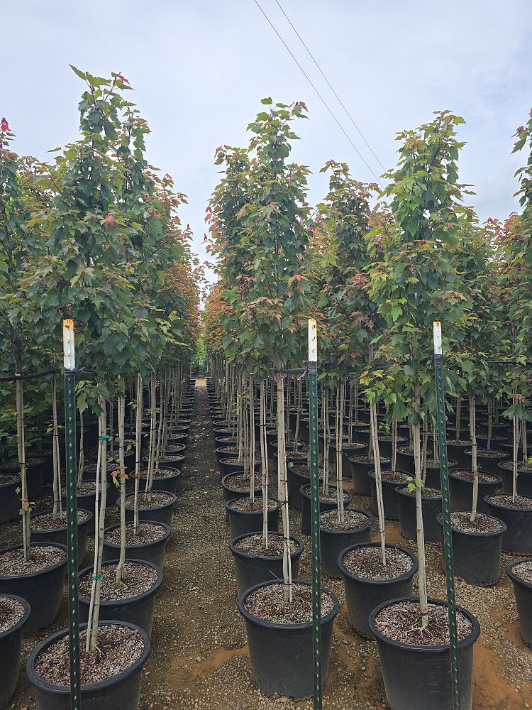 acer-rubrum-hosr-red-maple-summer-red