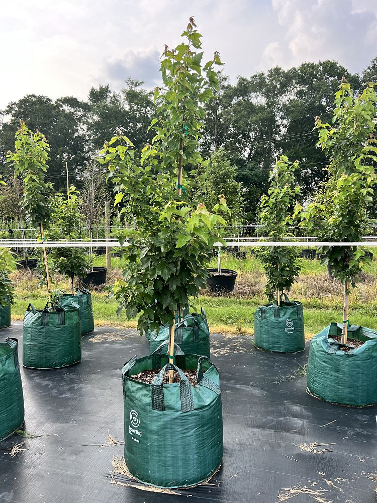 acer-rubrum-hosr-red-maple-summer-red