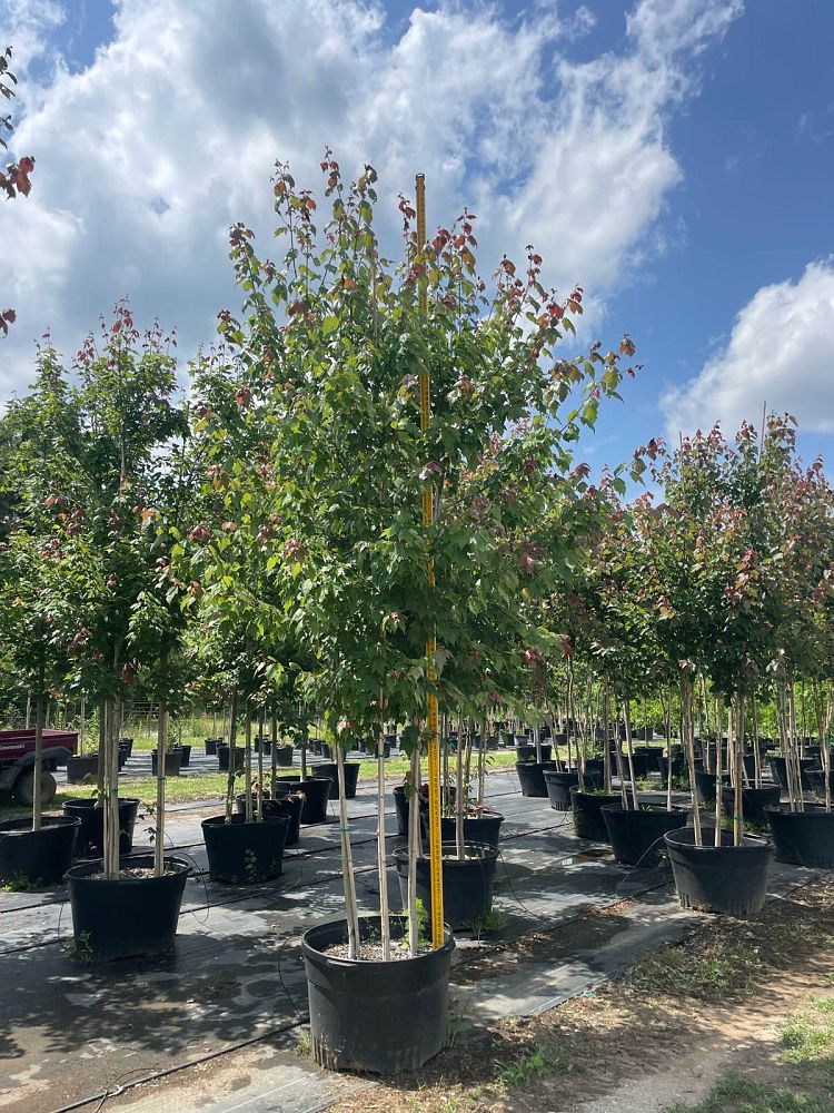 acer-rubrum-hosr-red-maple-summer-red