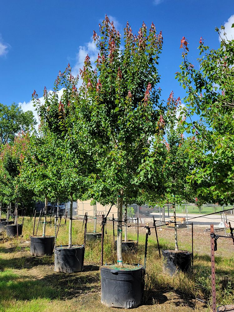 acer-rubrum-hosr-red-maple-summer-red