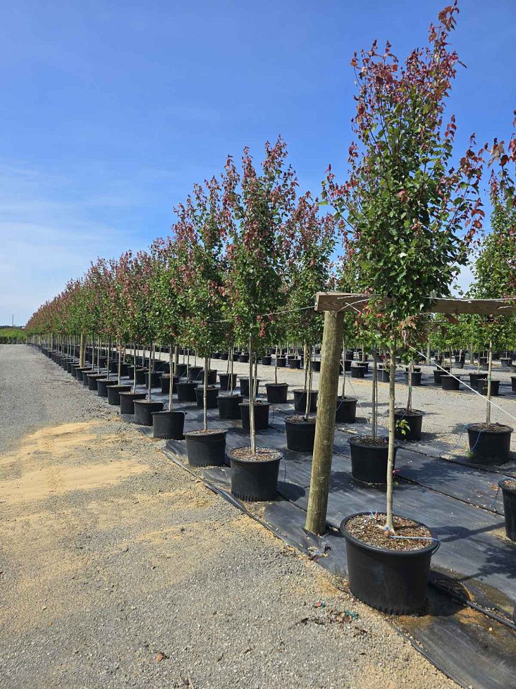acer-rubrum-hosr-red-maple-summer-red