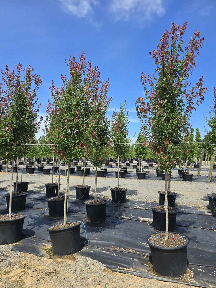 acer-rubrum-hosr-red-maple-summer-red