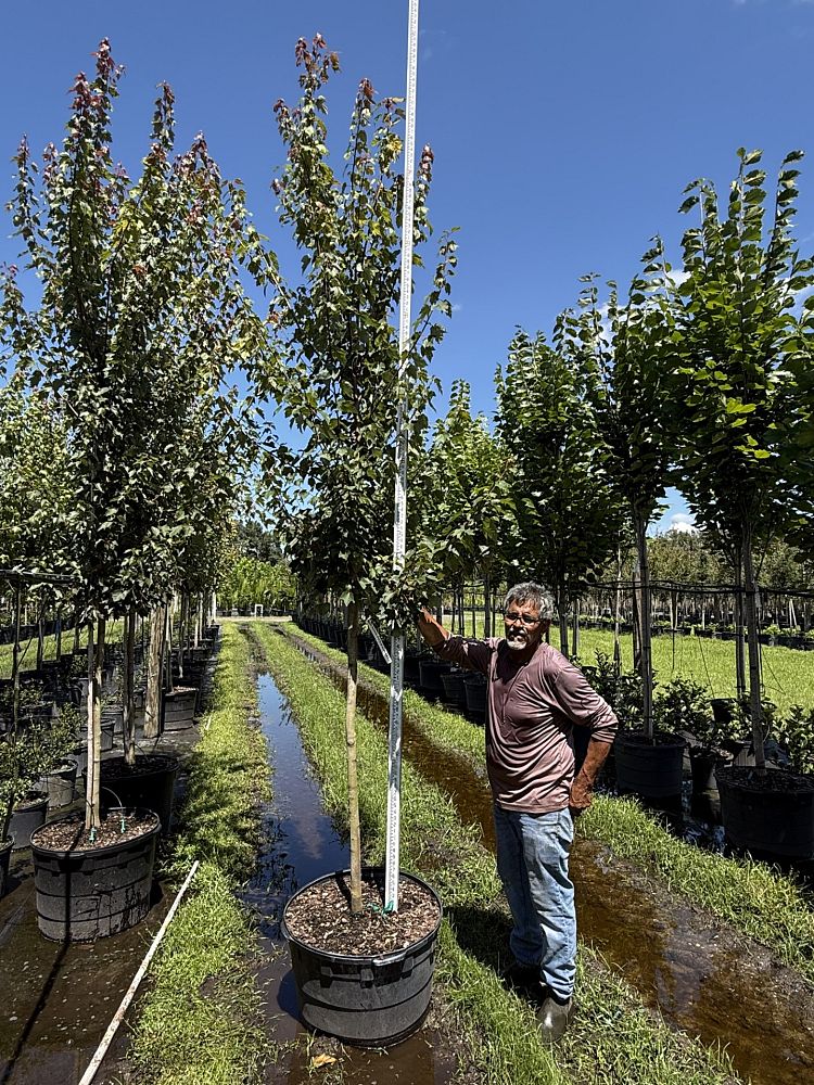 acer-rubrum-hosr-red-maple-summer-red