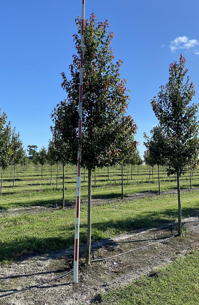 acer-rubrum-hosr-red-maple-summer-red