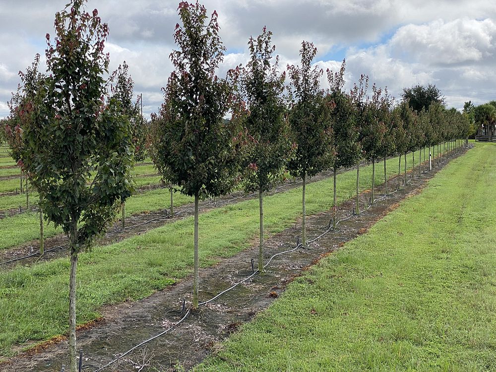 acer-rubrum-hosr-red-maple-summer-red