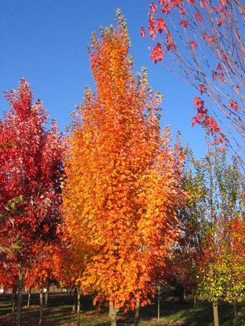 acer-rubrum-jfs-kw78-armstrong-gold-reg-maple