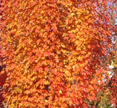 acer-rubrum-jfs-kw78-armstrong-gold-reg-maple