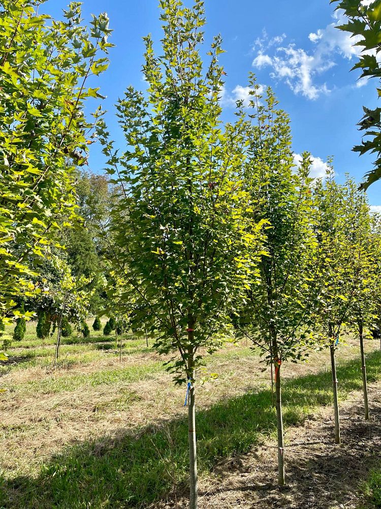 acer-rubrum-jfs-kw78-armstrong-gold-reg-maple