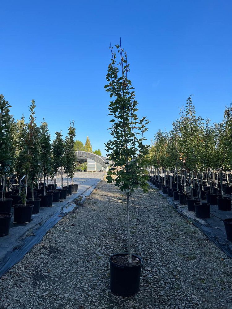 acer-rubrum-jfs-kw78-armstrong-gold-reg-maple