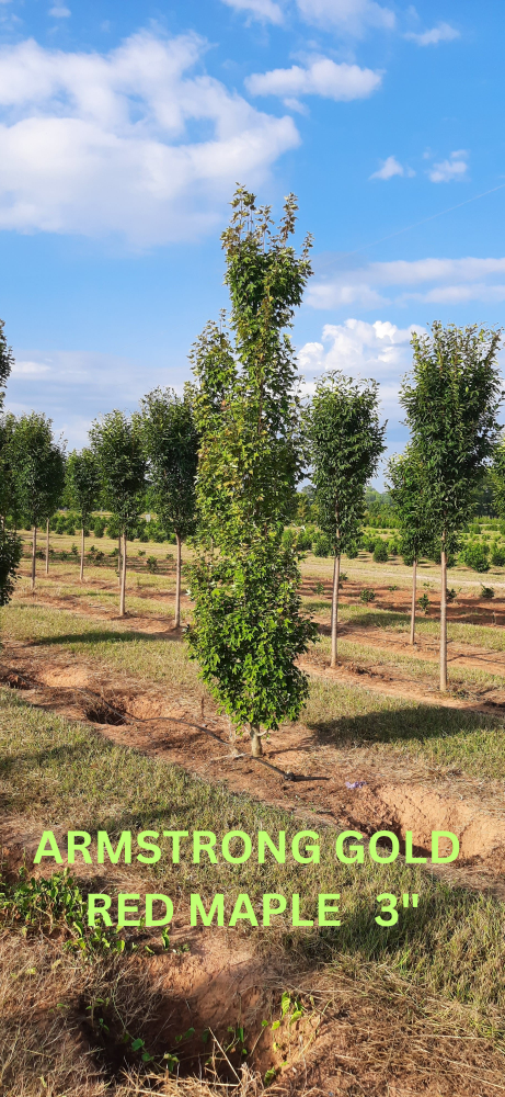 acer-rubrum-jfs-kw78-armstrong-gold-reg-maple
