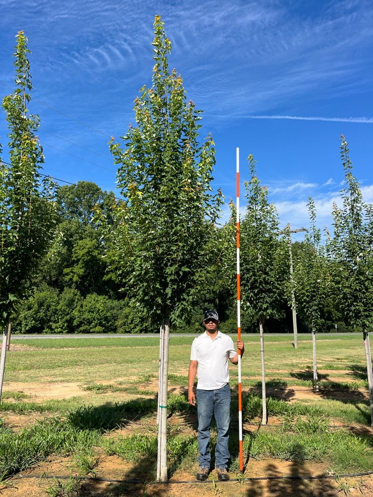 acer-rubrum-jfs-kw78-armstrong-gold-reg-maple