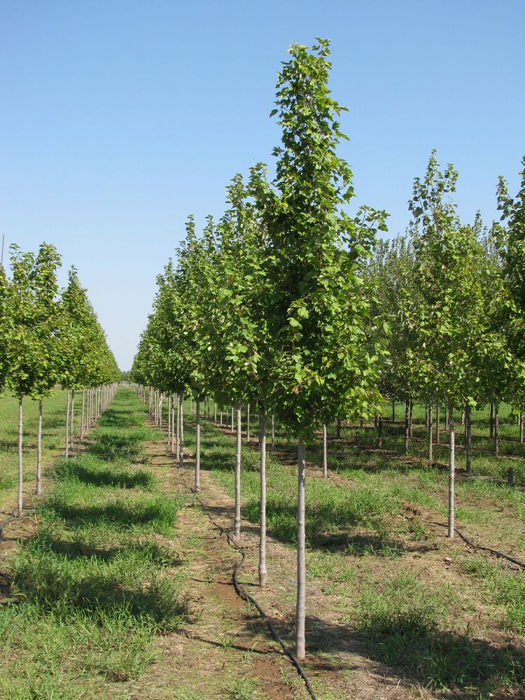 acer-rubrum-october-glory-red-maple-pni-0268