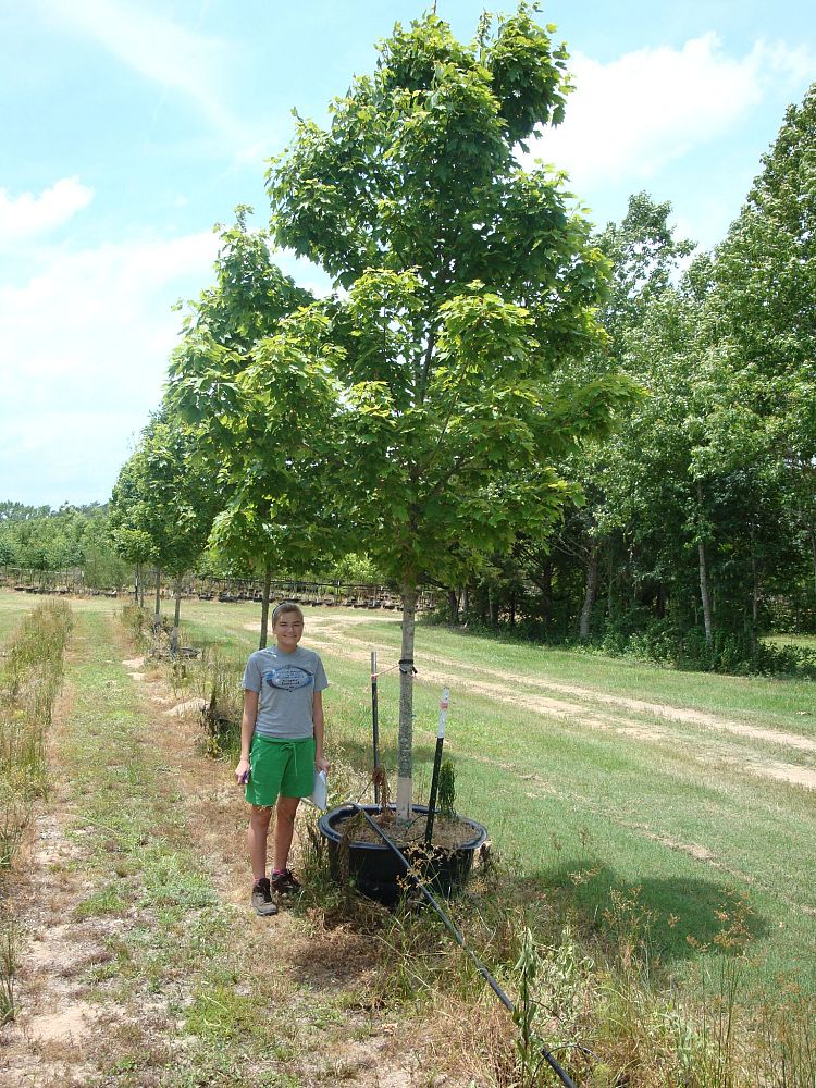 acer-rubrum-october-glory-red-maple-pni-0268