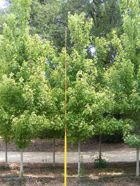 acer-rubrum-october-glory-red-maple-pni-0268