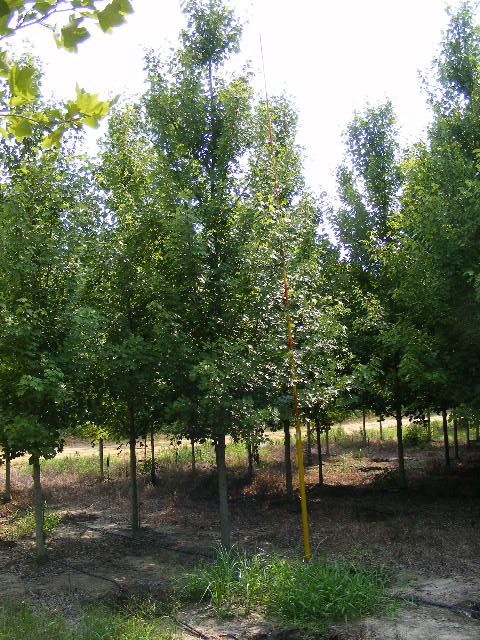 acer-rubrum-october-glory-red-maple-pni-0268