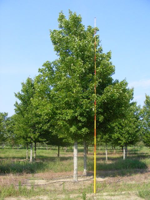 acer-rubrum-october-glory-red-maple-pni-0268