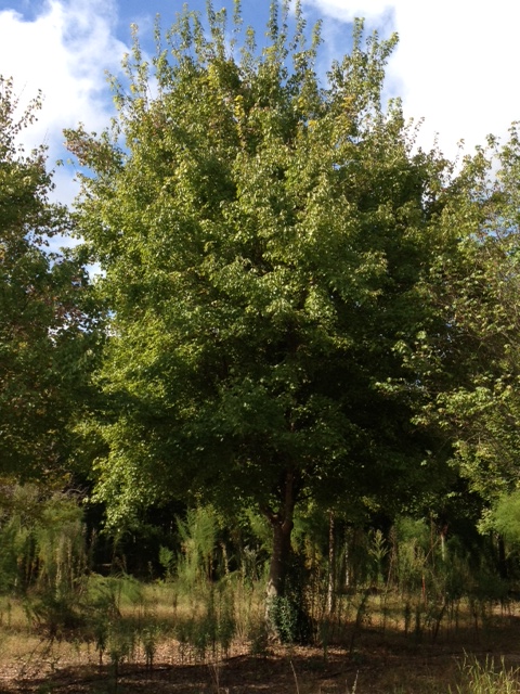 acer-rubrum-october-glory-red-maple-pni-0268