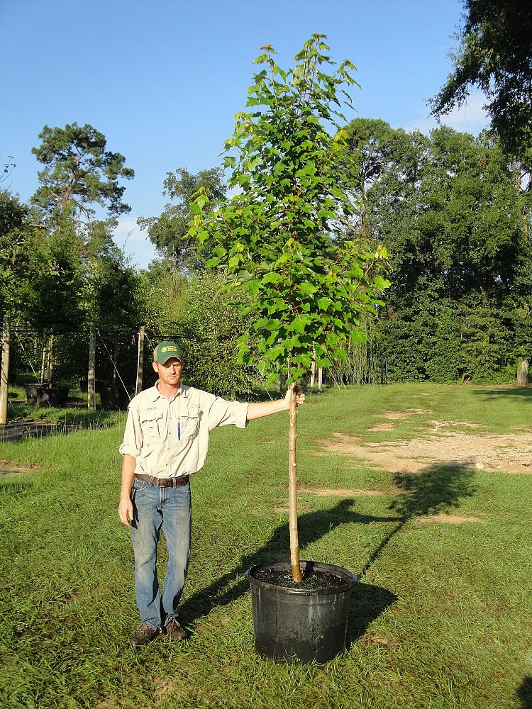 acer-rubrum-october-glory-red-maple-pni-0268
