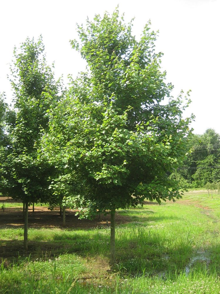 acer-rubrum-october-glory-red-maple-pni-0268