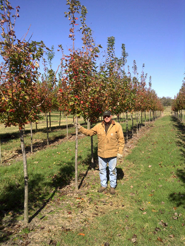 acer-rubrum-october-glory-red-maple-pni-0268
