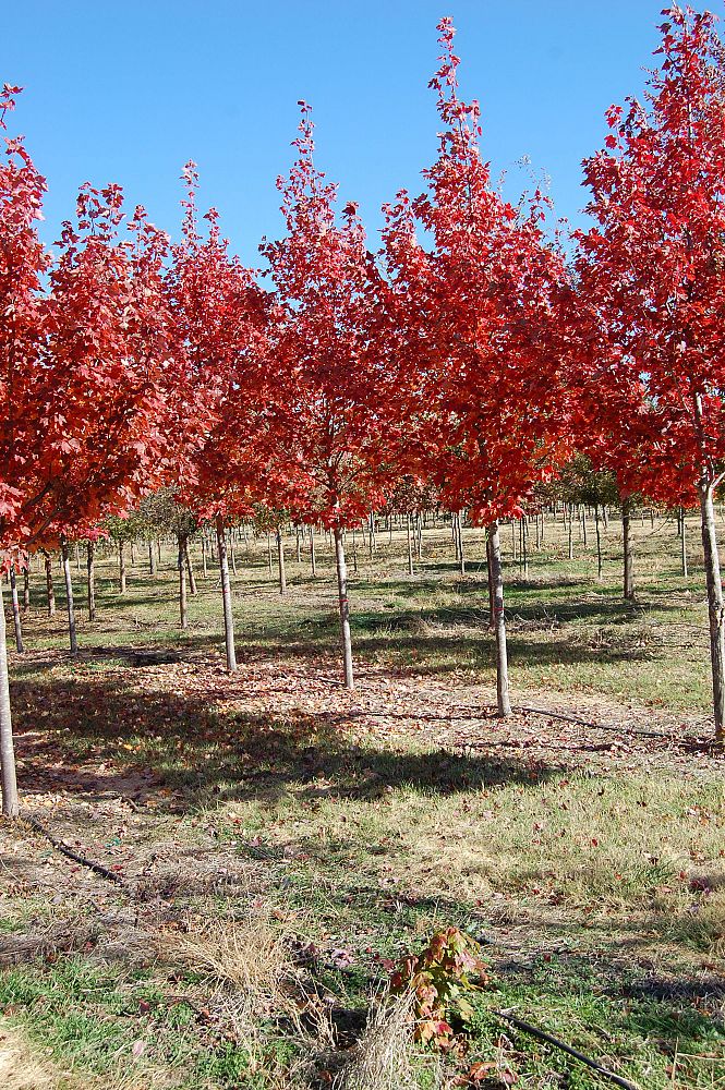 acer-rubrum-october-glory-red-maple-pni-0268