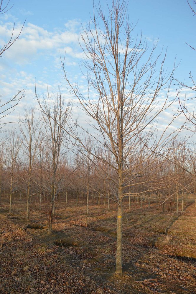 acer-rubrum-october-glory-red-maple-pni-0268