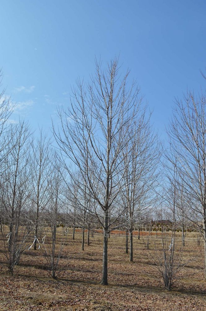 acer-rubrum-october-glory-red-maple-pni-0268