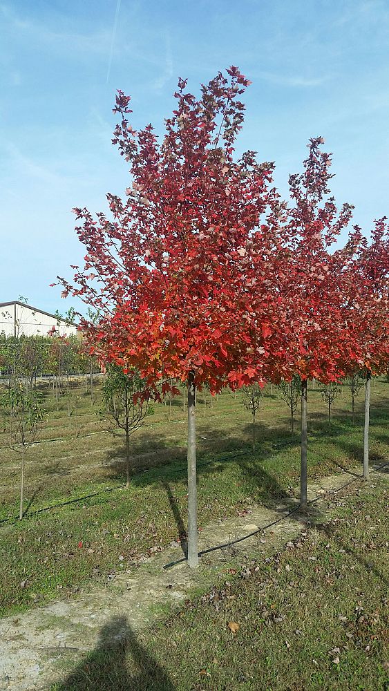 acer-rubrum-october-glory-red-maple-pni-0268