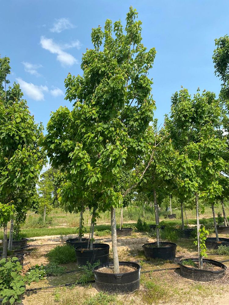 acer-rubrum-october-glory-red-maple-pni-0268