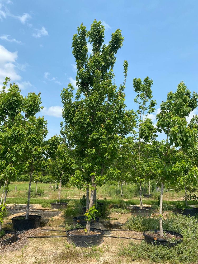 acer-rubrum-october-glory-red-maple-pni-0268