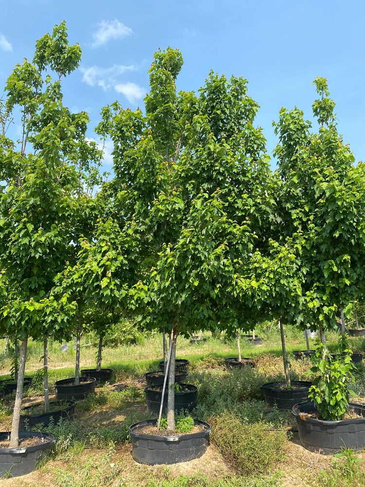 acer-rubrum-october-glory-red-maple-pni-0268