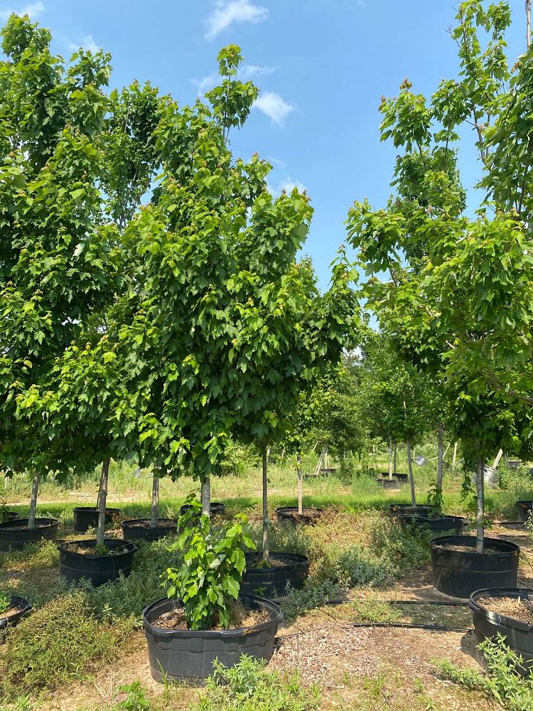 acer-rubrum-october-glory-red-maple-pni-0268