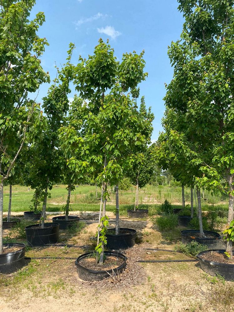 acer-rubrum-october-glory-red-maple-pni-0268