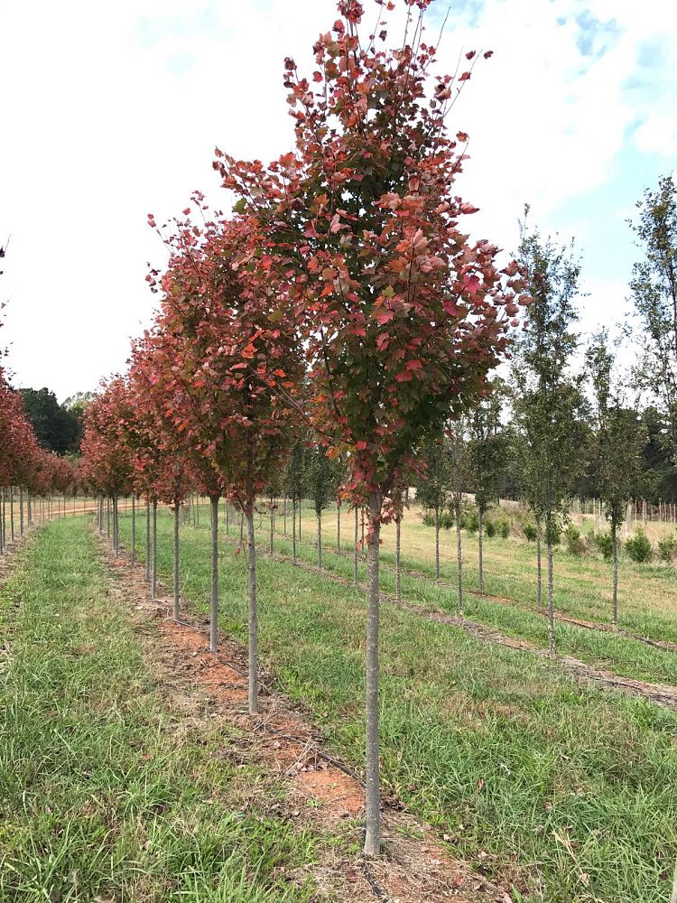 acer-rubrum-october-glory-red-maple-pni-0268