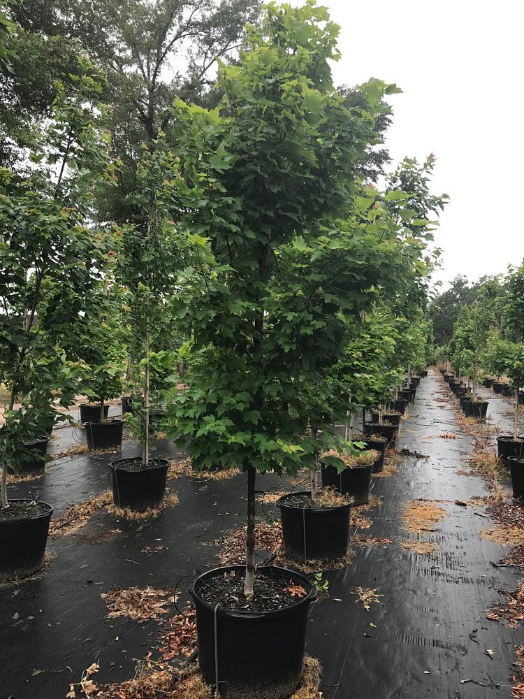 acer-rubrum-october-glory-red-maple-pni-0268